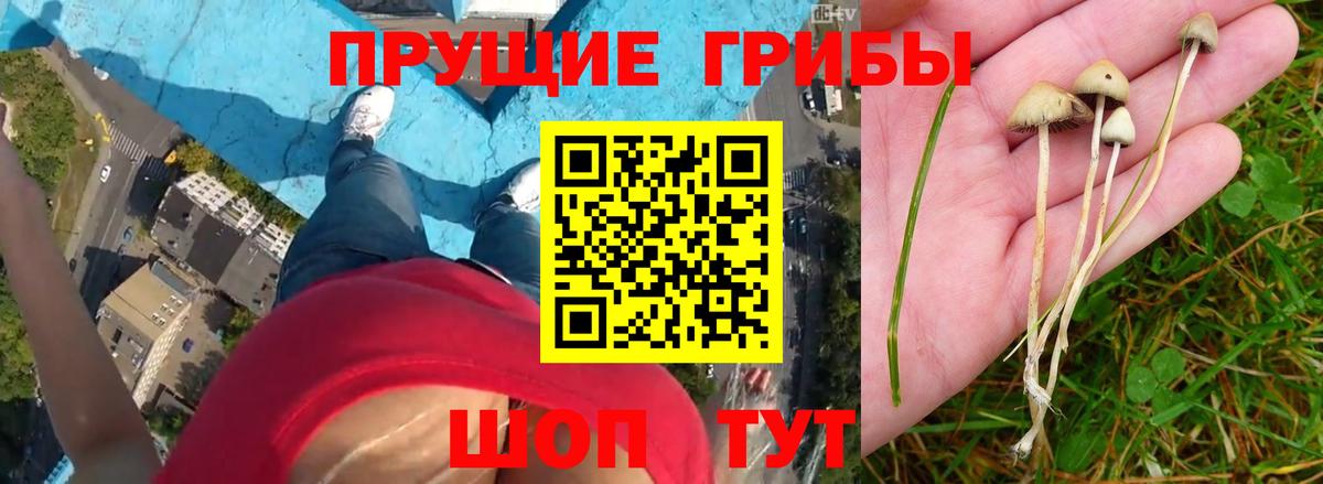 Сарапул  Галлюциногенные грибы Psilocybine cubensis  Галлюциногенные грибы Psilocybe  Вход с VPN 